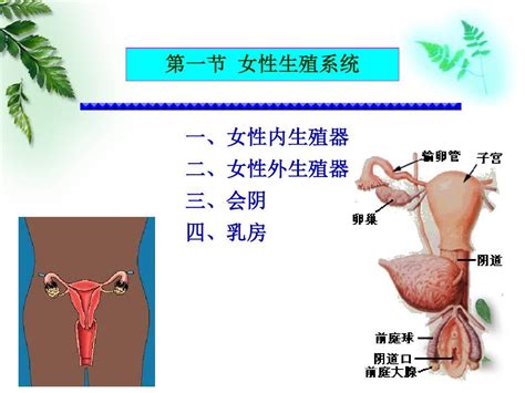 女人的生殖器|小知识:女性生殖系统